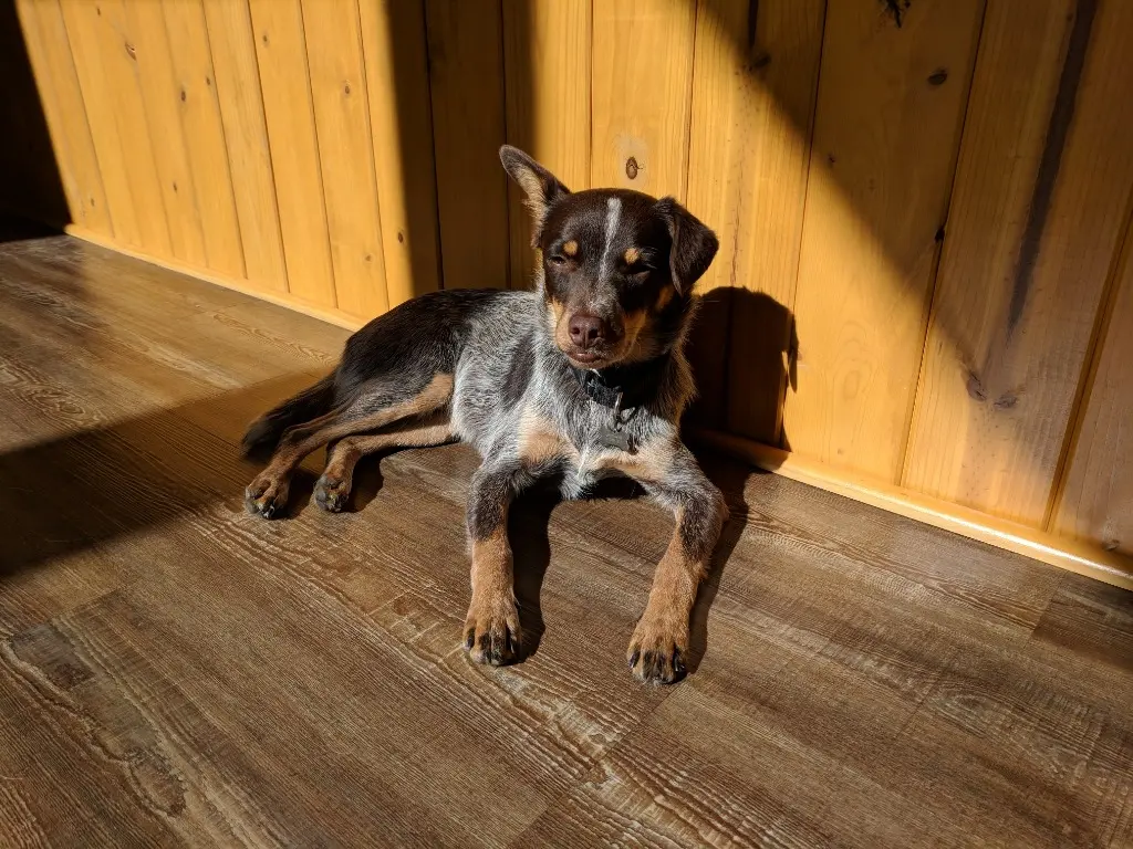 Dogs at Snowflake Chalet