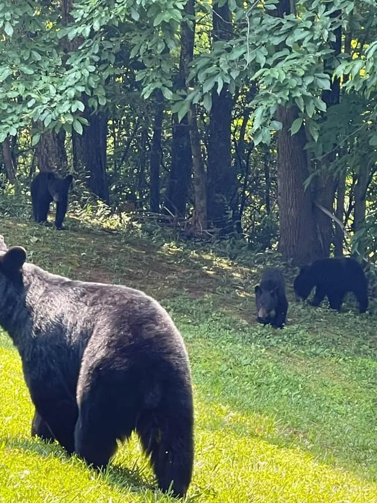 Alpine Bear Retreat