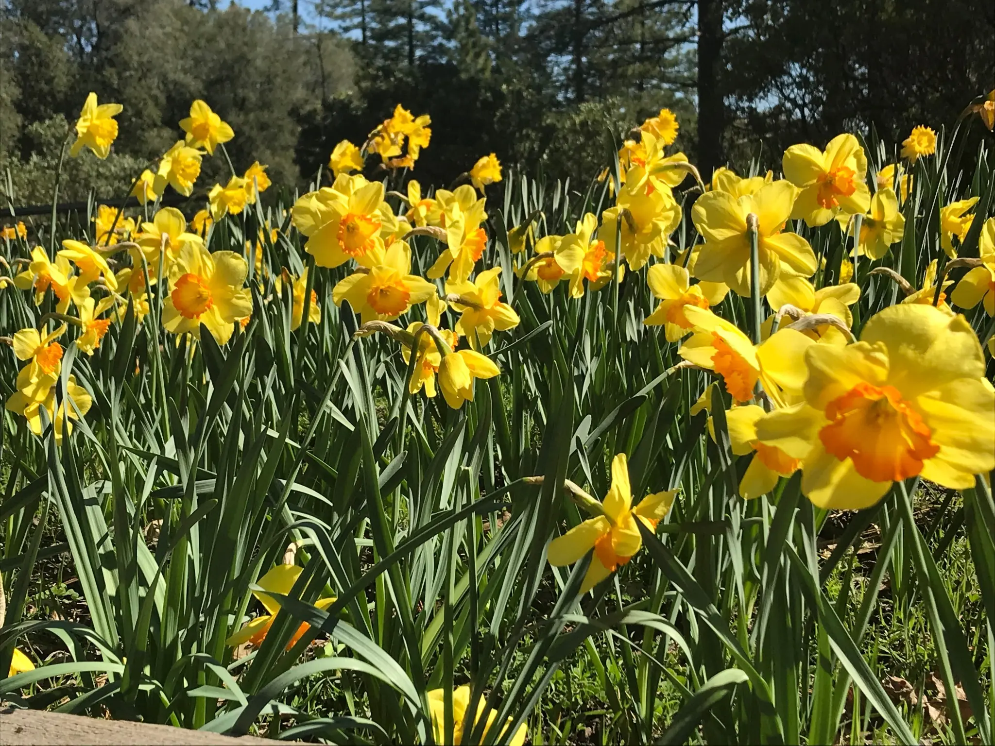 Daffodil Hill