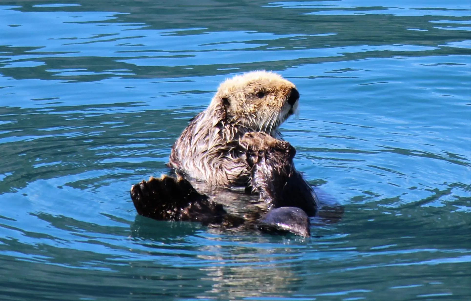 A Day in Resurrection Bay with Major Marine Tours, Seward Alaska