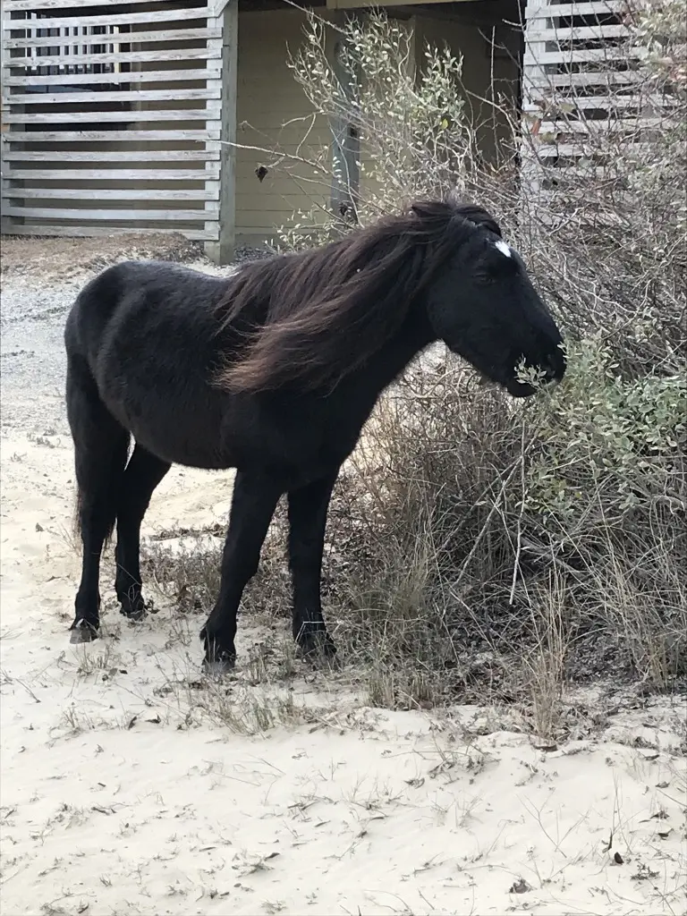 Wild Horses of Corolla