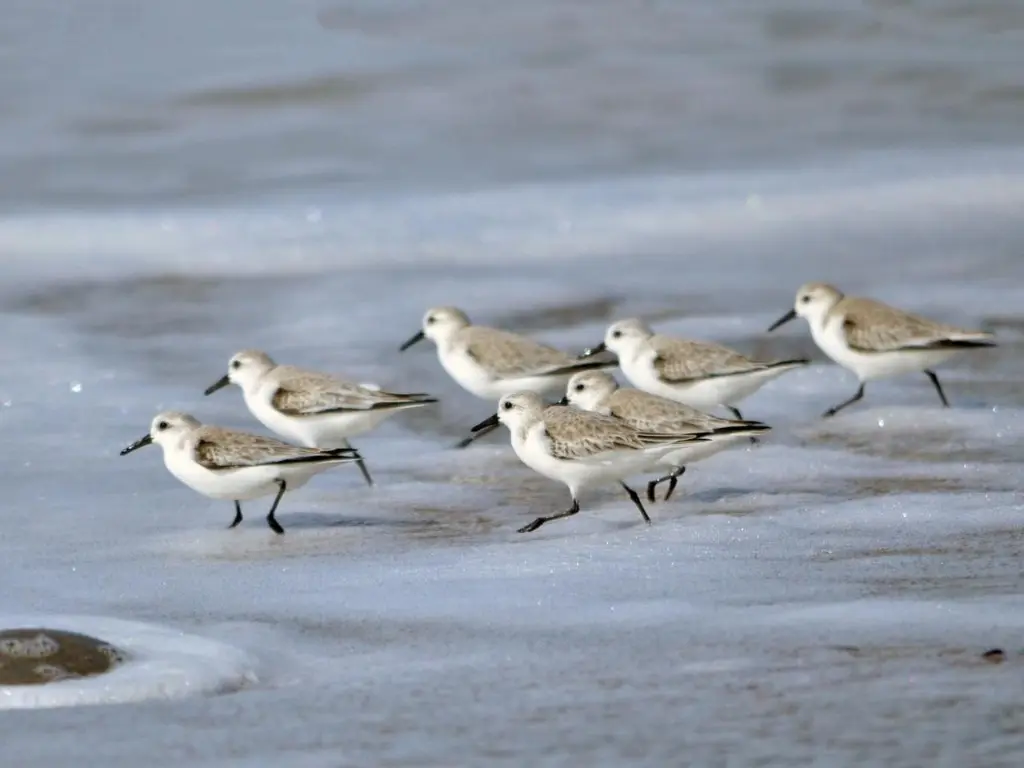 Our Property Becomes a Refuge for Sandpipers Impacted by Red Tide