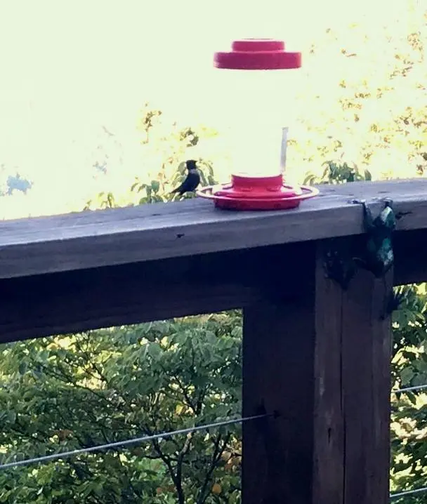 Hummingbirds Among Us