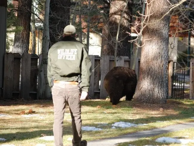 Bear-proof your vacation in Mammoth Lakes