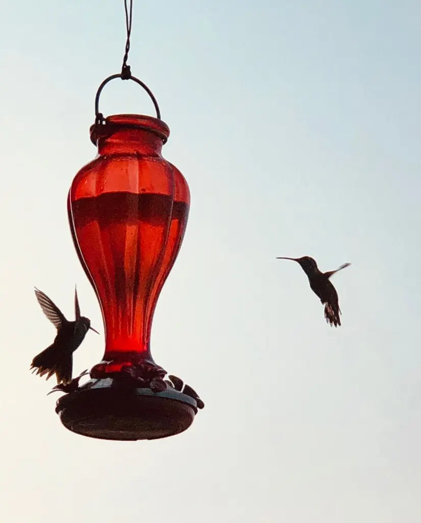 Hummingbirds Carry Messages and Intentions of Love and Joy