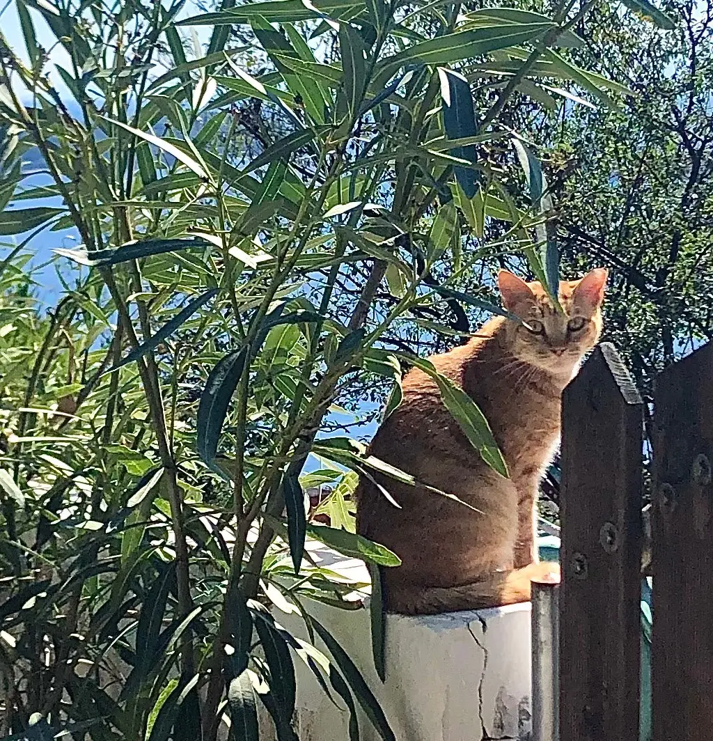 Cats on Skiathos Island