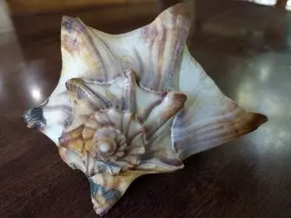 Georgia's State Seashell - the Knobbed Whelk