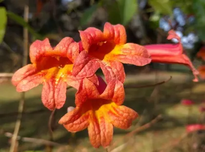 Jekyll Flowers and Plants